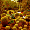 Cactus desert escape